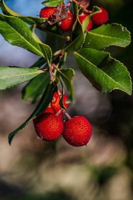 MAA LITCHI,LICHEE,LYCHEE Seed(11 per packet)