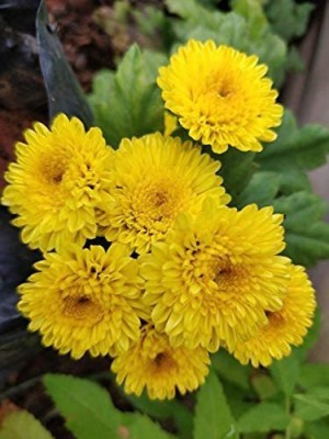 KANAYA Chrysanthemum Mix f1 Hybrid Flower Seeds For All Seasons Seed(120 per packet)