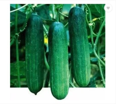 ENINE Cucumber Seeds for Home Terrace Gardening Outdoor Vegetable 150 Seeds FG429 Seed(150 per packet)