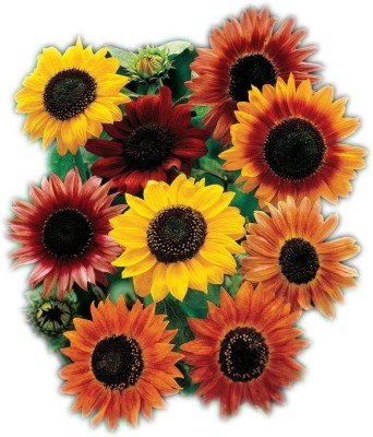 CYBEXIS XL-63 - Large Flowered Mix Sunflower - (150 Seeds) Seed(150 per packet)
