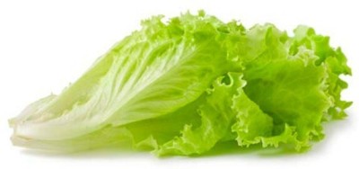 Quentova Lettuce – Green-IACR-33C Seed(200 per packet)