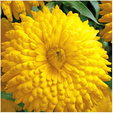 Aywal Orange English Marigold Calendula Seed(10 per packet)