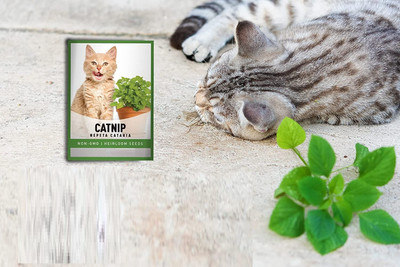 Biosnyg Catnip Nepeta Cataria-[1000 Seeds] Seed(1000 per packet)