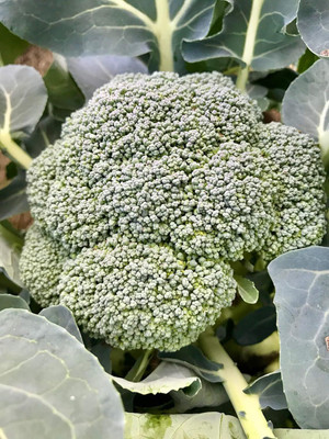 Qualtivate GBPT-9A Godzilla F1 Broccoli Seeds Seed(300 per packet)