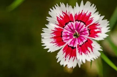 MAA Gaillardia, Pulchela Double Mix Seed(24 per packet)