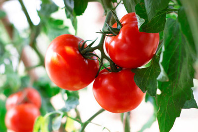 prev tomato Seed(85 per packet)