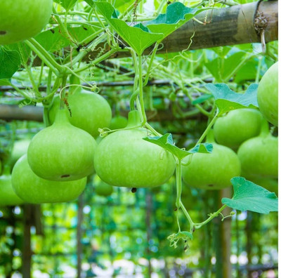 ZENISO Bottle Gourd Round F1 Hybrid Seeds Seed(5 g)