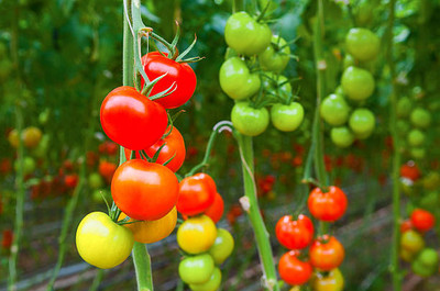 Jui tomato Seed(55 per packet)