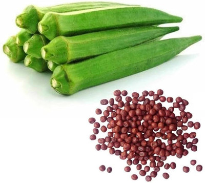 SKDIYA Lady finger Seed(60 per packet)