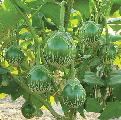 WILLVINE PAU-370 Brinjal Green Round F1 Hybrid Seed(200 per packet)