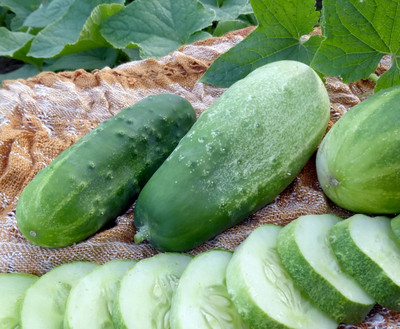 Qualtivate XXX-3A Pickles Cucumber Seeds Seed(300 per packet)