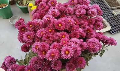 Lorvox Chrysanthamum Mix/Chamanti Seed(105 per packet)