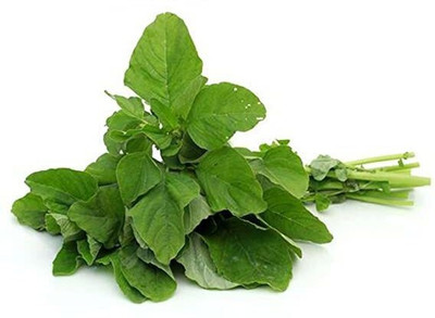 the green dotcom Amaranthus Seed(105 per packet)
