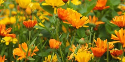 Quentova Organic Calendula Flower-XLR Seed(50 per packet)