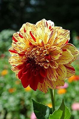 Aywal Dahlia Mixed Seeds Cactus Dwarf Rare Flower Seed(100 per packet)