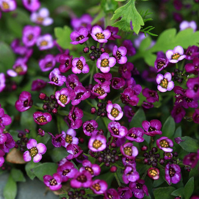 Biosnyg Alyssum Wonderland Series Flower :Deep Purple[100 Seeds] Seed(100 per packet)