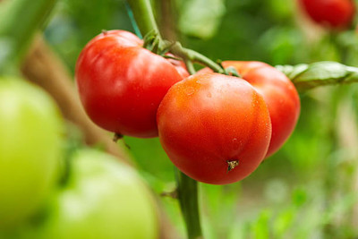 Onecare tomato Seed(75 per packet)