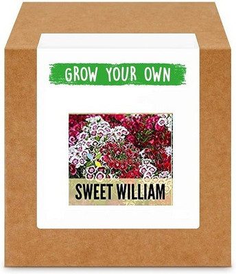 CYBEXIS Sweet William100 Seeds Seed(100 per packet)
