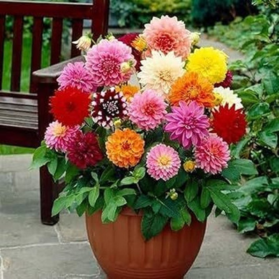 BDSresolve Dwarf Dahlia Seeds Seed(20 per packet)