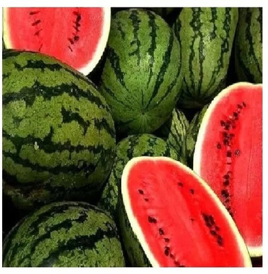 EMKOT Tropical Fruit Watermelon/तरबूज के बीज Seed(100 per packet)