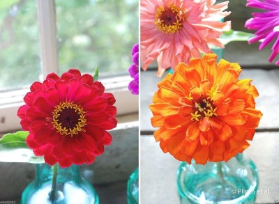 CYBEXIS Rare Zinnia Elegans 'Orange King' Seed(25 per packet)