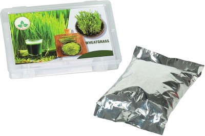 KNESSiN XI-25 Wheatgrass Seed(1000 per packet)