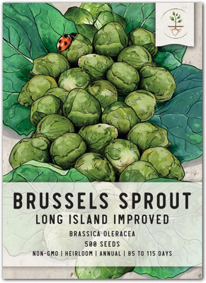 WILLVINE VNR -III Brussels Sprouts(Long Island Improved) [2.5g] Seed(750 per packet)