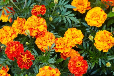 NATURE YARD marigold,gende ka phool seeds Seed(21 per packet)