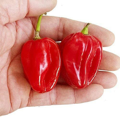 CYBEXIS Scotch Bonnet Red (Capsicum chinense) Chilli Seeds2400 Seeds Seed(2400 per packet)