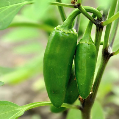 Biosnyg F1 Hybrid Hot Jalapeno Chilli Seeds For Planting-(2000 Seeds) Seed(2000 per packet)