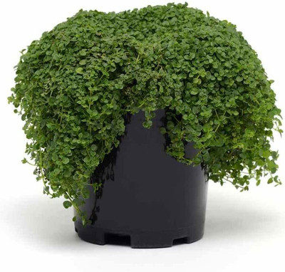 VibeX VXI-87 - Corsican Ornamental Mini Mint - (1350 Seeds) Seed(1350 per packet)