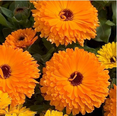 Platis Calendula Calypso Orange W/Black Center Flower Seed(150 per packet)