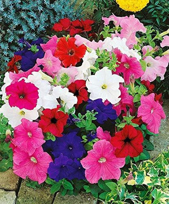 Qualtivate NBIR-73 Seeds Petunia Unicum Mix F1 Seed(100 per packet)