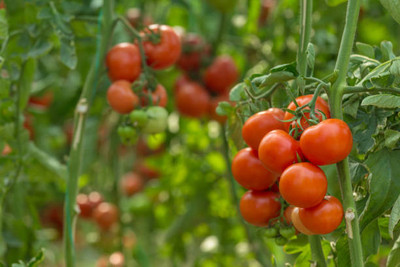 Go Raw tomato Seed(85 per packet)