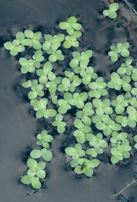 the green dotcom Lemna Minor Seed Seed(250 per packet)
