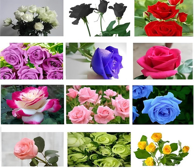 CRGO ROSE , GULAAB Seed(15 per packet)