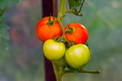 Kritanjali Creations tomato Seed(145 per packet)