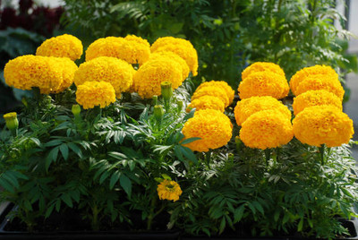 Illy marigold/gende ka phool flower seeds Seed(75 per packet)