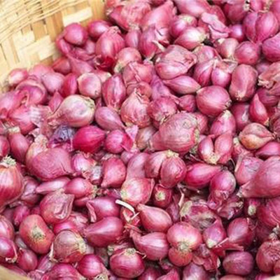 KNESSiN Red Onion Biennial Seed(200 per packet)