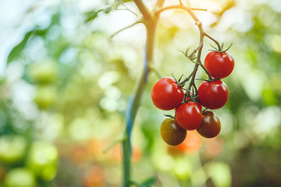 Rawmest tomato Seed(145 per packet)