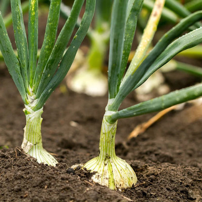 the green dotcom White Sweet Onion Organic Seed(60 per packet)