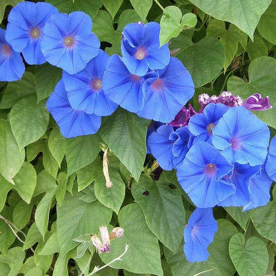 ashokavanam Ipomea Morning Glory blue/mix Seed(50 per packet)