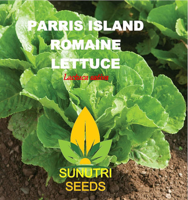 Qualtivate HUA-9A Romaine Lettuce - Parris Island Seed(300 per packet)