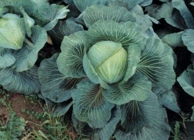 KNESSiN XIV-21 Cabbage Kilaton Seed(500 per packet)