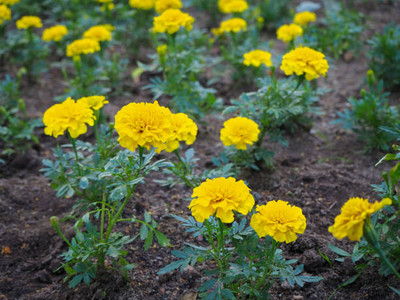 Shiv Shakti Ent marigold/gende ka phool flower seeds Seed(75 per packet)