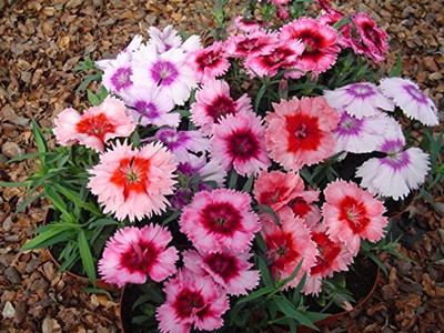 Epazo Hybrid Dahlia Double Flower Seed(20 per packet)