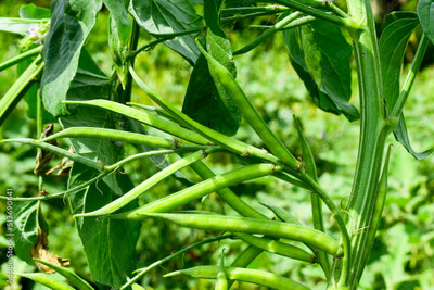 Oliver CLUSTER BEANS SEEDS Seed(21 per packet)