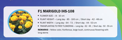 VibeX F1 MARIGOLD IHS-108(2500 Seeds) Seed(2500 per packet)