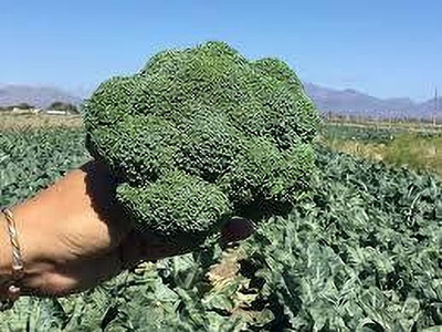 Clint BROCSPEED F1 HYBRID BROCCOLI BEST QUALITY SUPERFOOD Seed(1000 per packet)