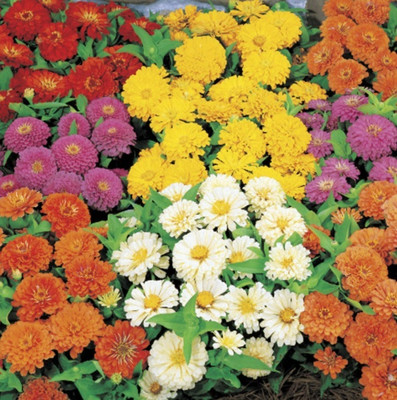 UGRA Mix Zinnia Seeds Seed(30 per packet)